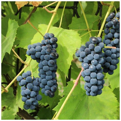 ������ ������ ������ ������ ׸���� �������� ������������� ��������� �������� 15 ��. ����