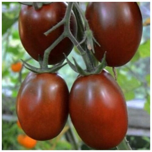 ������ ������ ������ ������ ����� �� ����� ������ 10 ��. ����