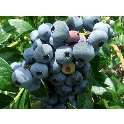 ������ ������ ������� �������� ������� 3� ����� (���) �������. ����