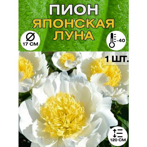 ������ ������ ���� �����������, ������ ������� ��� ������� ����