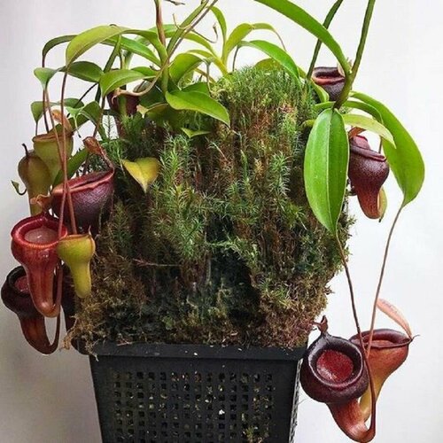 ������ ������ �������� ���������, Nepenthes �irabilis, ������������� ��������, ������ ����