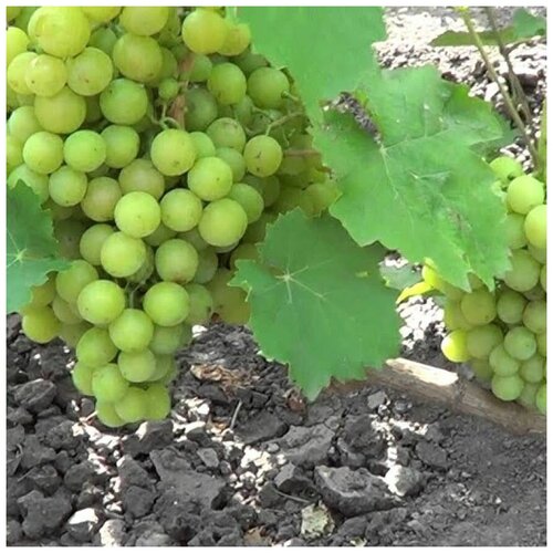 ������ ������ ������ ������ �������� ������ �������� 15 ��. ����