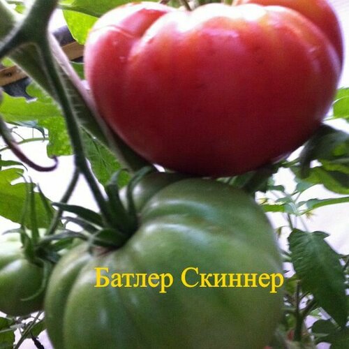 ������ ������ ������������� ������ ������ ������ ������� ����