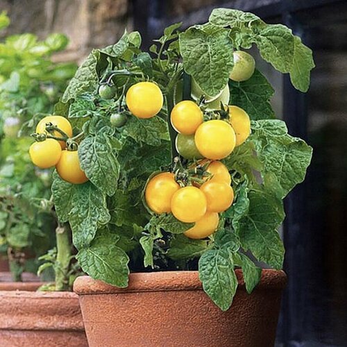 ������ ������ ������ ������ ����� ��������� ����� ������� 10 ��. ����