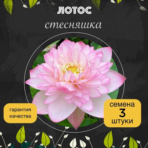 ������ ������ ����� ����������� 