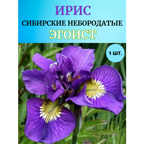 ������ ������ ���� �������� ������, ����������� ����� ����