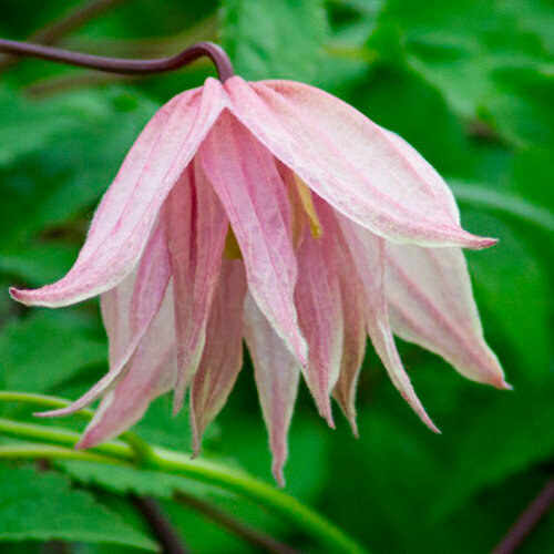 ������ ������ �������� ���� ����� (Szkolka roslin A.M (������)), 1 ������� � ������ 15-20 �� ����