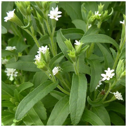 ������ ������ ������ ������ ������ rebaudiana ������� 30 ��. ����