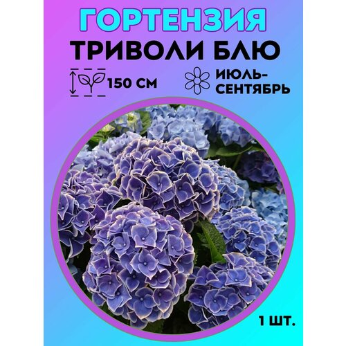 ������ ������ ��������� �����������, ������� 1 ����� ����