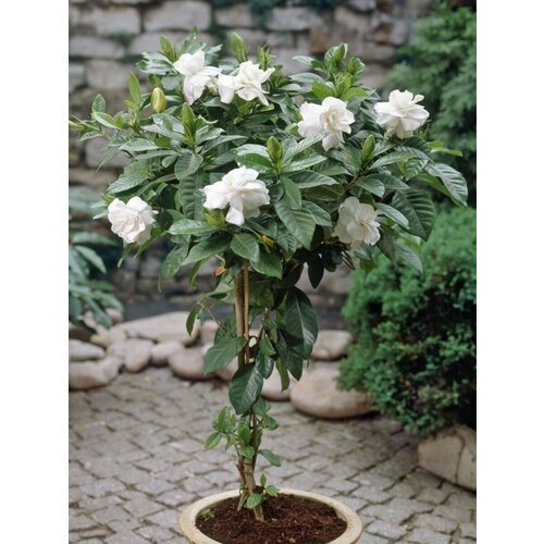 ������ ������ ������ �������� ������������� (Gardenia jasminoides), 8 ���� ����