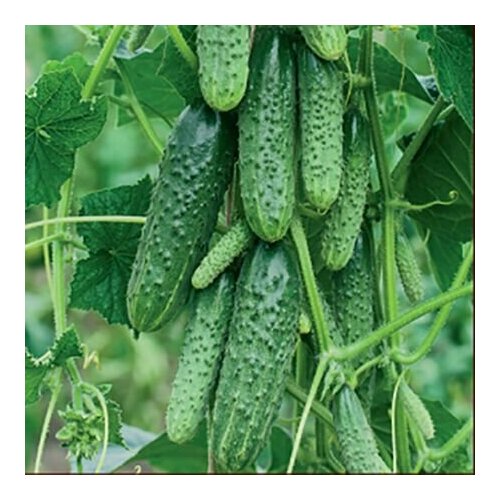 ������ ������ ������������� ������ ������ F1 ������� ����