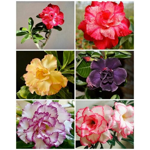 ������ ������ ������ ��������� ������ ������� ���� 10 ����� ����