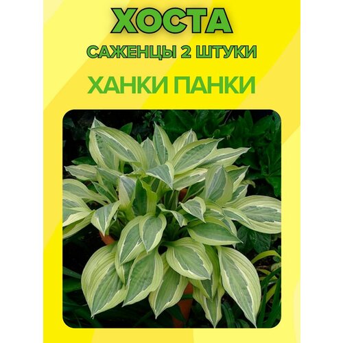 ������ ������ �����, ������� 2 ����� ����