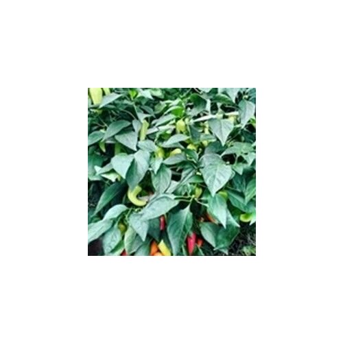 ������ ������ ������ ������ ����� Jalapeno White ���������, 5 ����� + ������� ����