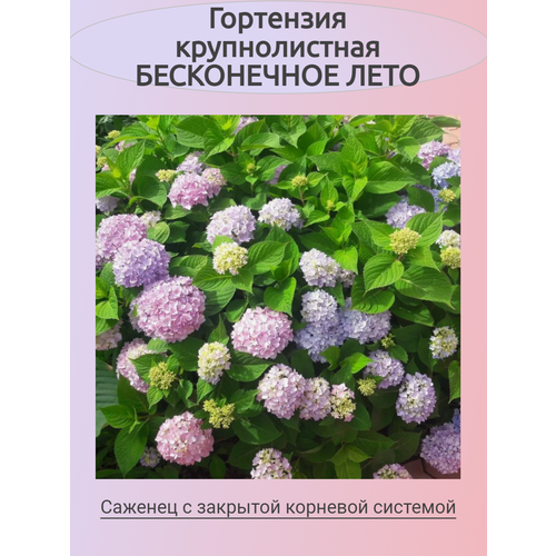 ������ ������ ������������� ��������� ����������� ���� (���������) ����