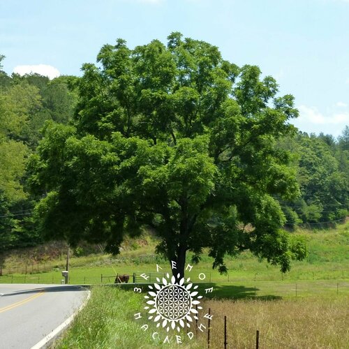 ������ ������ ������ ������ ���� - ������������ ���� (���. Juglans nigra) 10�� ����