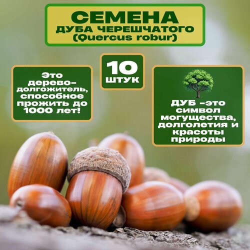 ������ ������ ������ ���� �����������, 10 ��. ������ �������, ������� ���������. �������� ��������� ��������, �������� ������� ��� �� ����� �������. �������� ��� ������������ ������� � ����������. ����