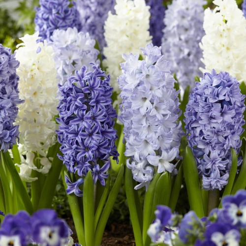 ������ ������ �������� BLUE AND WHITE MIX (5 �������) ����