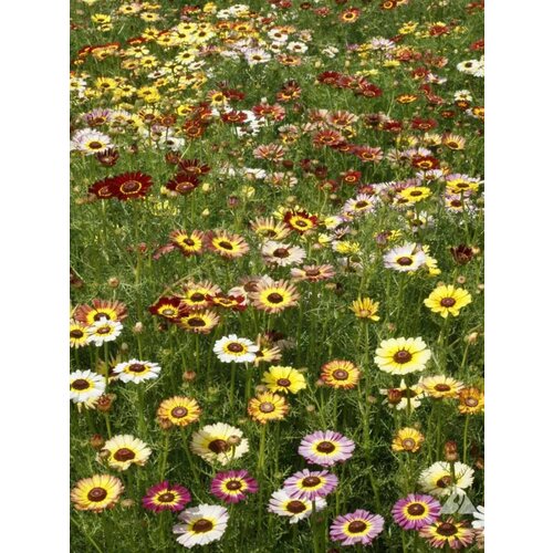 ������ ������ ������ ���������� ������ ��������� ����