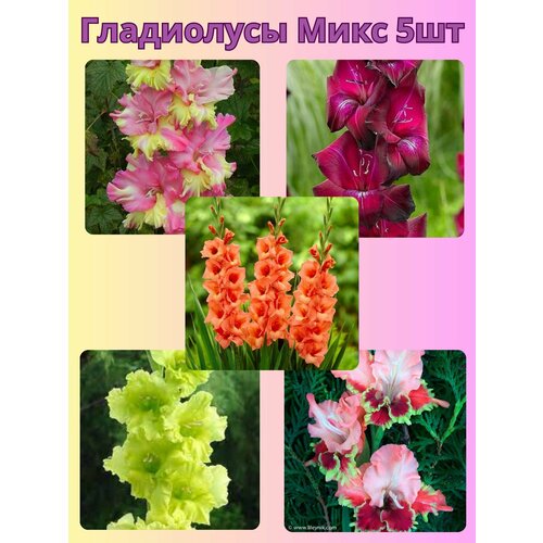 ������ ������ ��������� ���������������, �������� ���������� ���� 5 �� ����