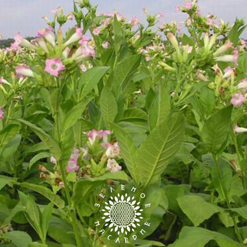 ������ ������ ������ ����� ��������� ���� (���. Tabaci Virginia Gold) 700 �� �� Green Legacy ����