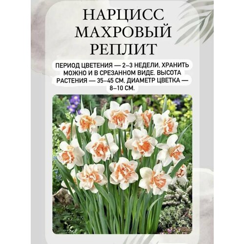 ������ ������ ������� ���������� ����� 3 �� ����