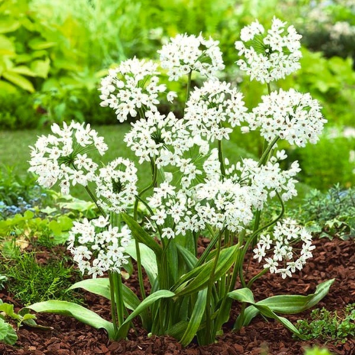 ������ ������ �������� ������, botanica garden, ������ ������, ( 10 ���� ) ����