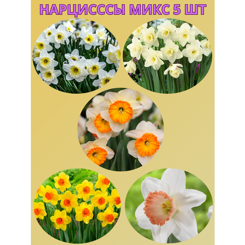 ������ ������ �������� ����������� �����, �������� 5 �� ����6 ����