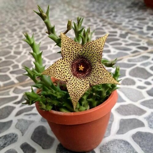 ������ ������ �������� �������, Stapelia Variegata, Orbea, �����������, ����������, ������ ����