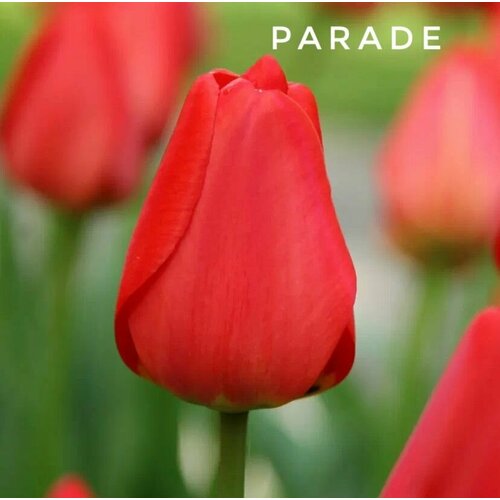 ������ ������ ��������, �������� ���� Parade ������� (8 ���� ������) ����