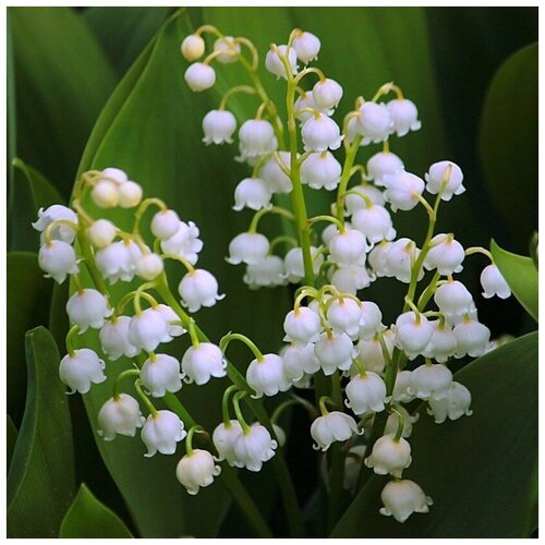 ������ ������ ������ ������ ������ ������� 10 ��. ����