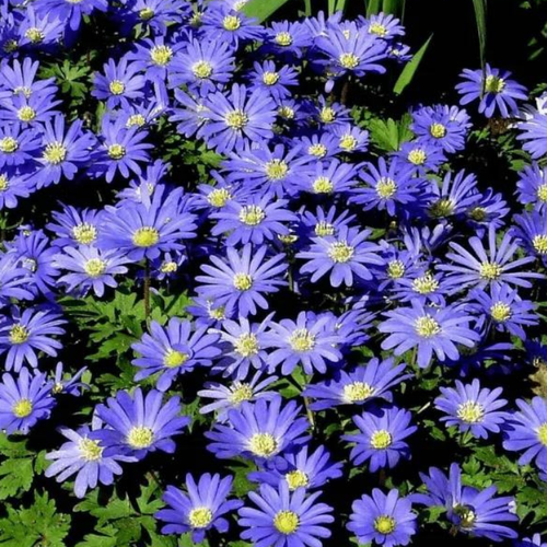 ������ ������ �������� ������ , ������ , �������� ������� BLUE SHADES ( 10 �� ) ����