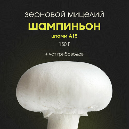 ������ ������ ������� ���������� ��������. ������ ������ ����