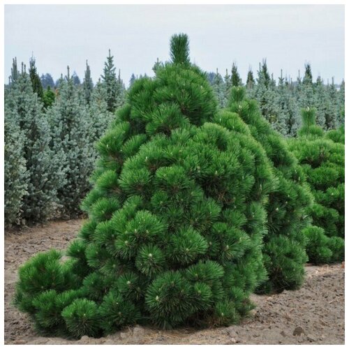 ������ ������ ������ ������ ����� �������� 15 ��. ����