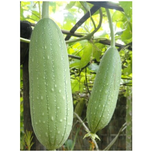 ������ ������ ������ ����� �������������� (Luffa aegyptiaca), 5 ���� ����