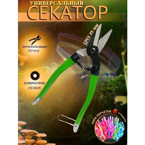 ������ ������ ������� ������� ����