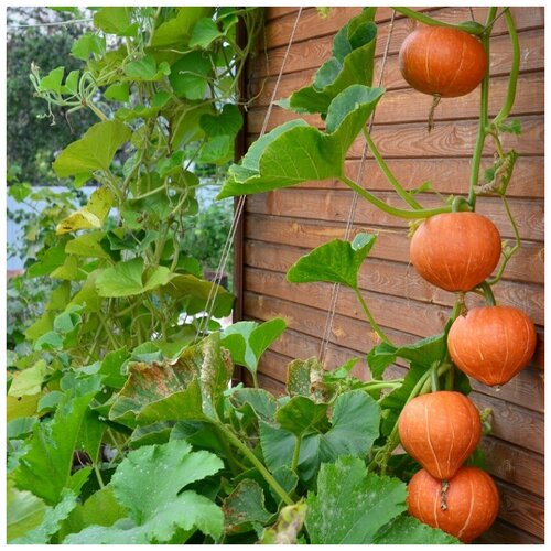 ������ ������ ������ ������ ����� ������ ���� 5 ��. ����