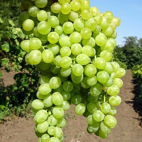 ������ ������ �������� ������ �������� ����