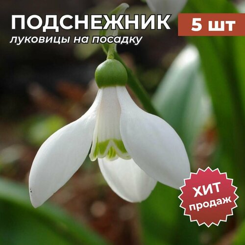 ������ ������ �������� ����������� �� ������� �������� 5�� ����