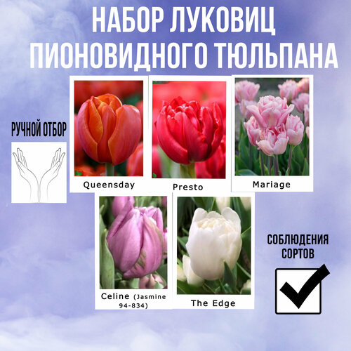 ������ ������ ����� ������� ��������� 