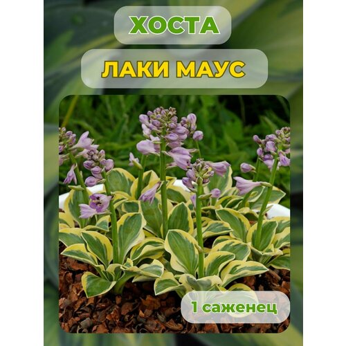 ������ ������ ����� �������, ����� ��������� 1 ����� ����