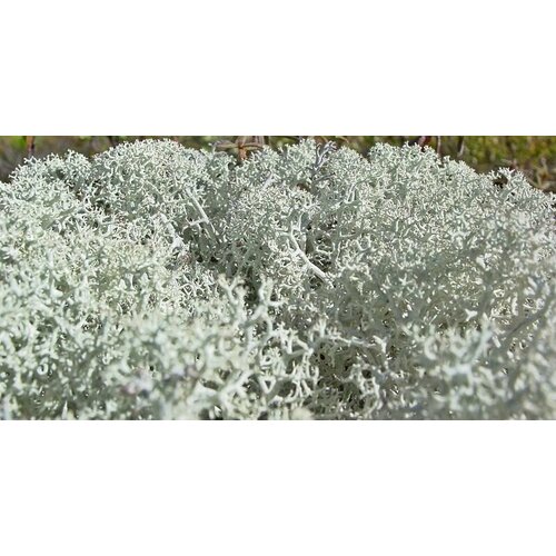 ������ ������ ���������� ��� �������� ����� �� �����, 200��. ����