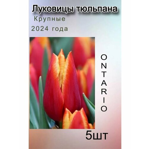 ������ ������ �������� �������� Ontario ( 5 ��) ����