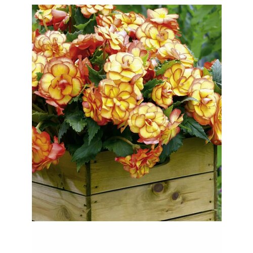 ������ ������ ������� ��������� �� ��� F1 ������� ����