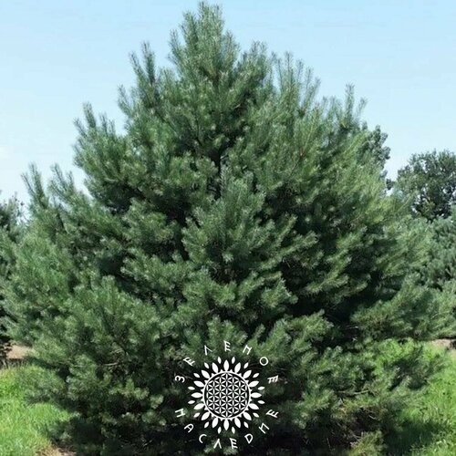 ������ ������ ������ ����� ������������ (���. Pinus sylvestris) 50�� �� Green Legacy ����