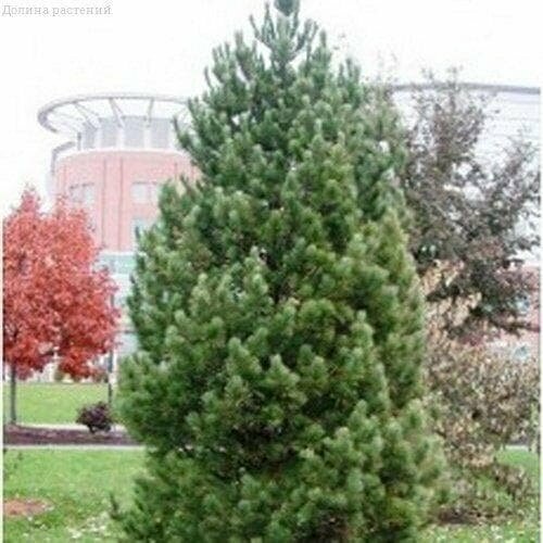 ������ ������ ����� �������� (����) (1 �������) ����