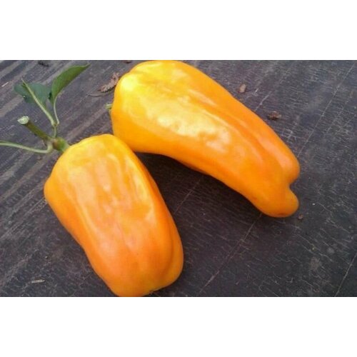 ������ ������ ������������� ������ ����� �������� ��������� ����