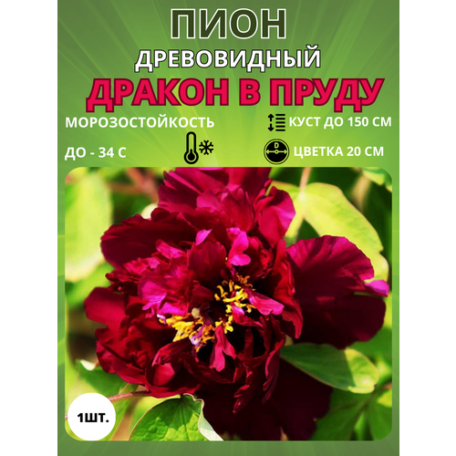 ������ ������ ���� ������ � ����� 1 ��. ����