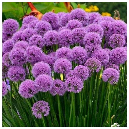 ������ ������ ������ ������ ��� ������������ ���������� ������ 20 ��. ����