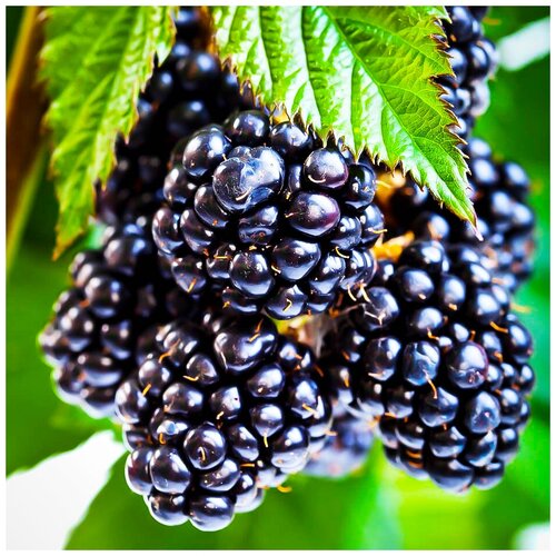 ������ ������ ������ ��������� ������� ����������� ���, 10 �� ����